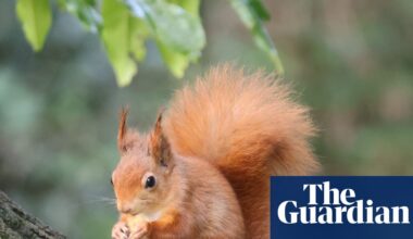 We want to protect red squirrels – so why don’t we protect their habitats? | Wildlife