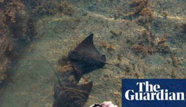 ‘Sea puppy pancakes’: what it’s like to pat a 300kg wild stingray | New Zealand