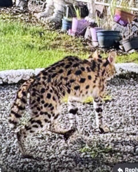 There were a number of sightings of the wildcat wandering in the Strokestown area late last year.