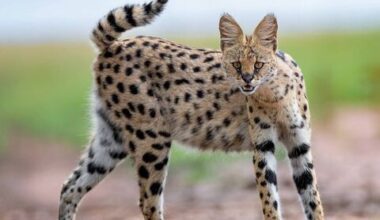 Wildlife park comes to rescue of malnourished wildcat found in Roscommon - News