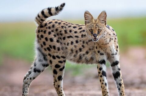 Wildlife park comes to rescue of malnourished wildcat found in Roscommon - News