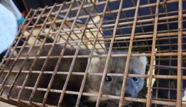 A furry friend who took up residence in a Roscommon school attic! - News