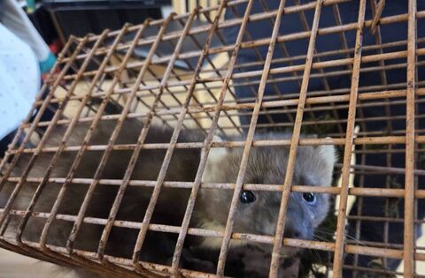 A furry friend who took up residence in a Roscommon school attic! - News