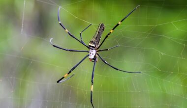 Spider silk could be key to repairing damaged nerves in humans