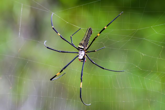Spider silk could be key to repairing damaged nerves in humans