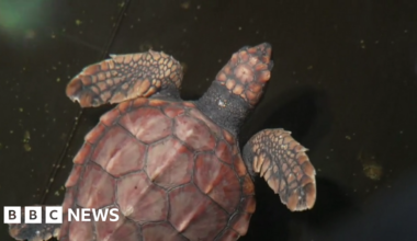 Crush the loggerhead turtle leaves quarantine tank at Sea Life - BBC