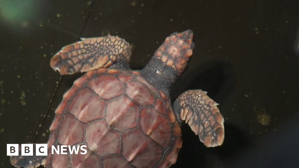 Crush the loggerhead turtle leaves quarantine tank at Sea Life - BBC