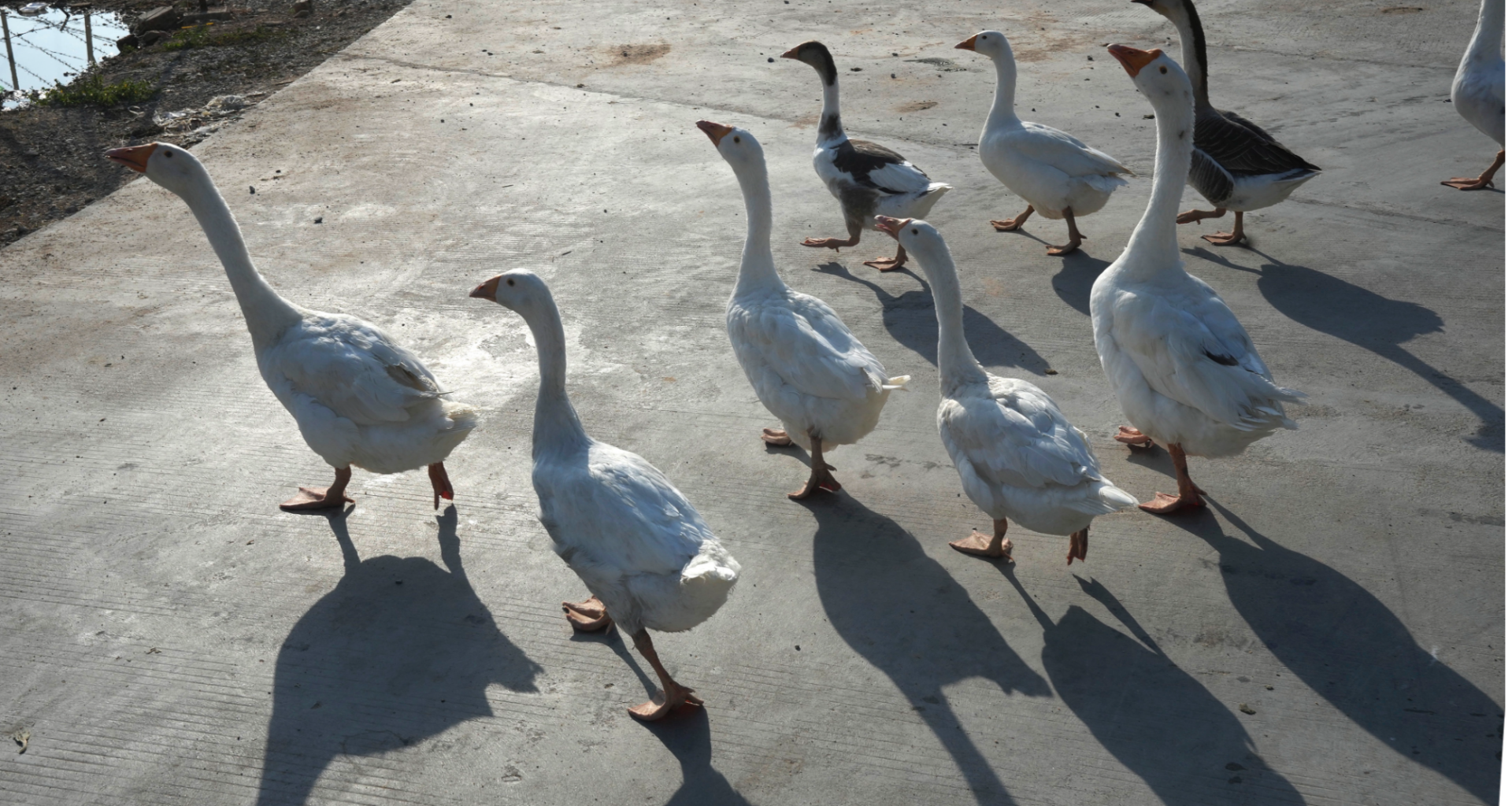 Cambodia records first human case of bird flu in 2026