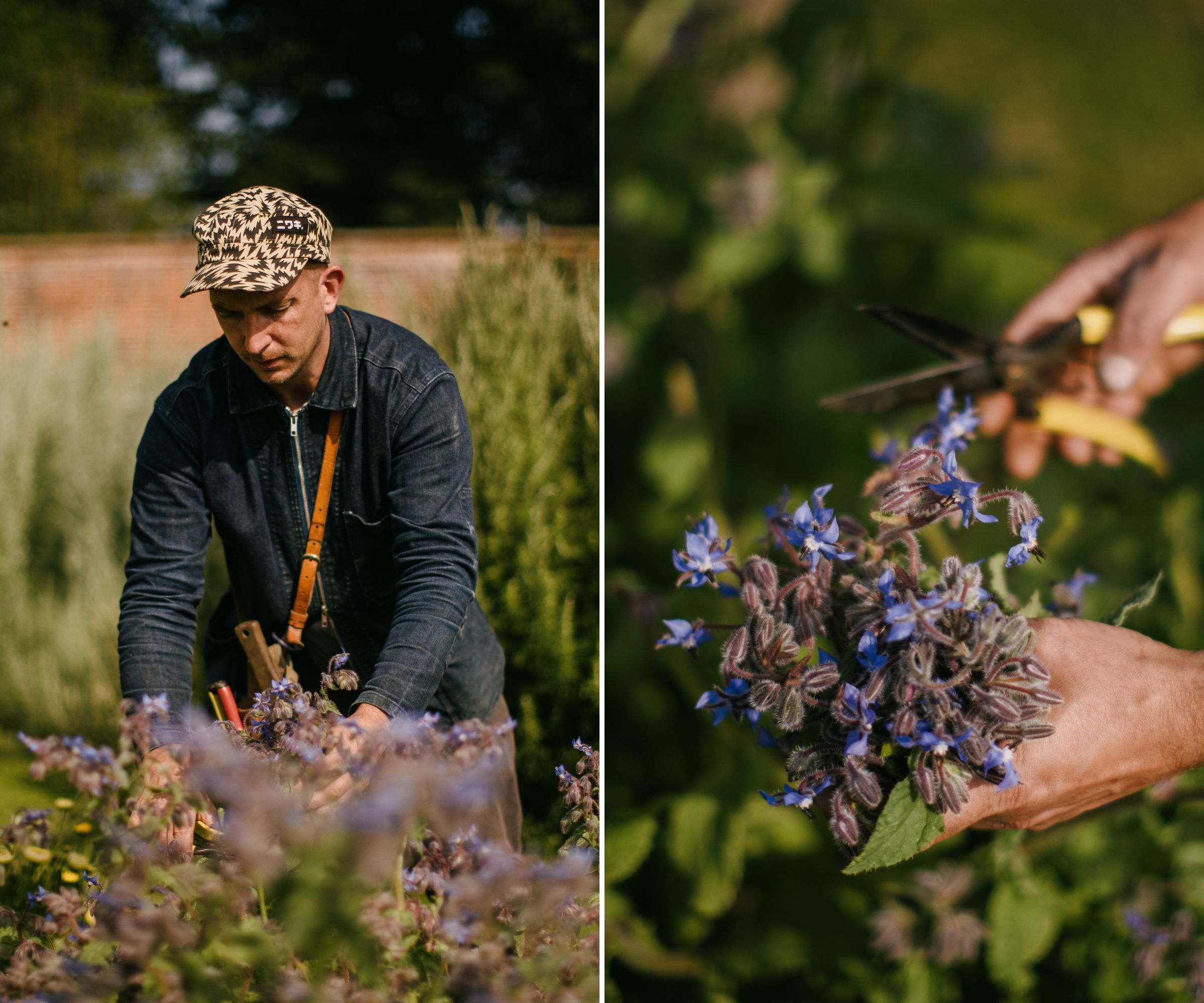 Joseph Shepard working in Dalmeny Walled Garden, harvesting borage
