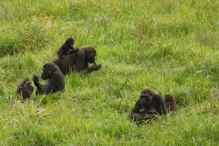 Gorillas, like humans, are social beings and live in large family groups. A young gorilla learns life skills from its group and does not fare well in isolation and captivity.