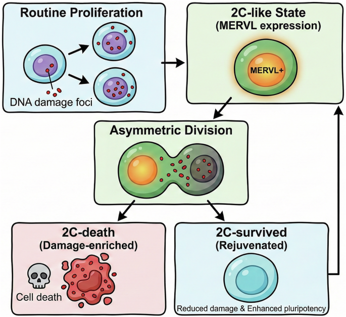 Asymmetric division rejuvenates stem cell lineages