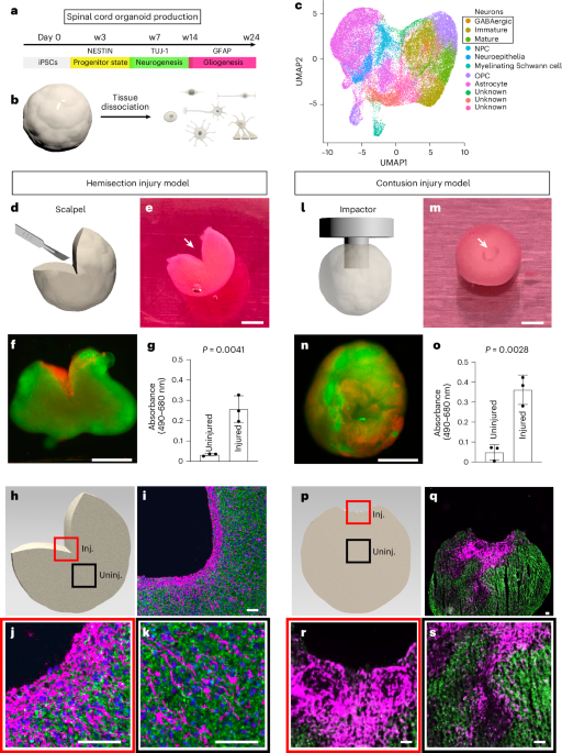 Injury and therapy in a human spinal cord organoid
