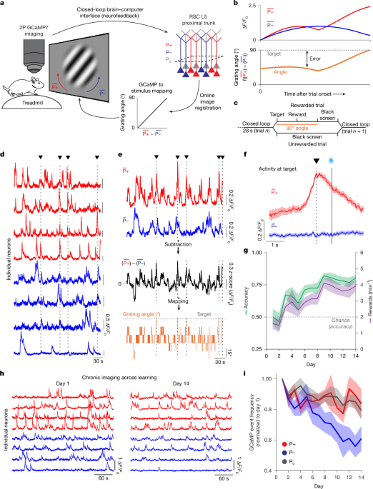 Vectorized instructive signals in cortical dendrites