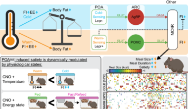 Obesogenic effects of warm temperature involve feeding adaptation by preoptic area leptin receptor neurons