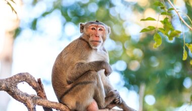 Abandoned macaque finds comfort in plush orangutan, goes viral