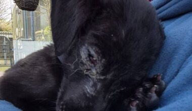 Six-week-old puppy discovered by Galway gardaí in ‘filthy’ boiler house – ‘She deserved better’