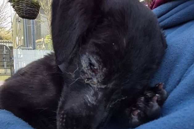 Six-week-old puppy discovered by Galway gardaí in ‘filthy’ boiler house – ‘She deserved better’