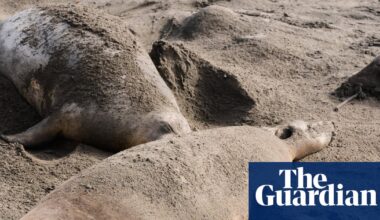 Bird flu kills dozens of elephant seal pups at California state park | US news