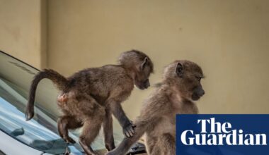 ‘That’s a losing battle’: baboon incursions cause tense human-wildlife standoff in Cape Town | Wildlife