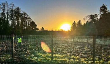 Ambitious tree-planting project targets small, half-forgotten spaces