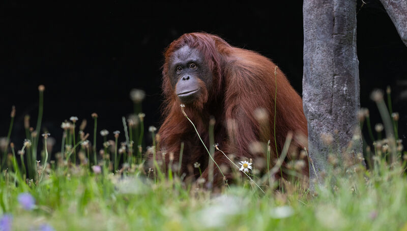 Siobhán Sweeney: 'I remember when one of the orangutans had his finger out of the crate. For whatever reason, they were just exploring their environment.' Picture: Patrick Bolger Photography