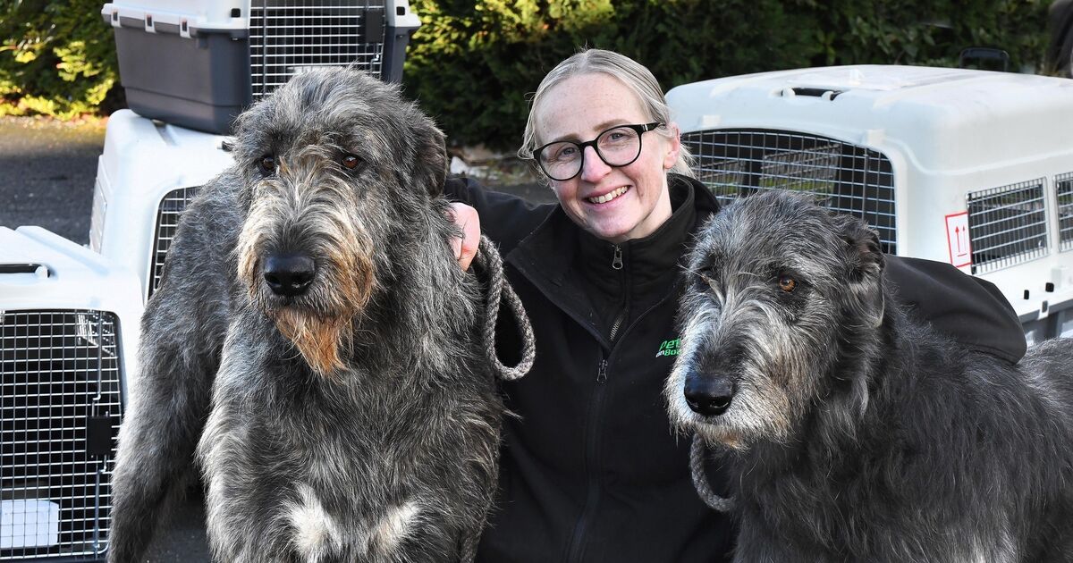 The realities of animal travel explained by an expert