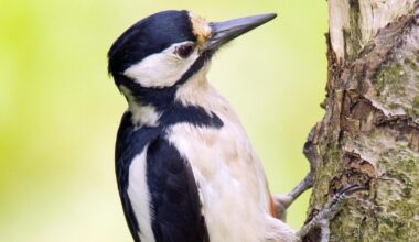 Woodpecker havoc leads to recurring electricity outages in Clare town