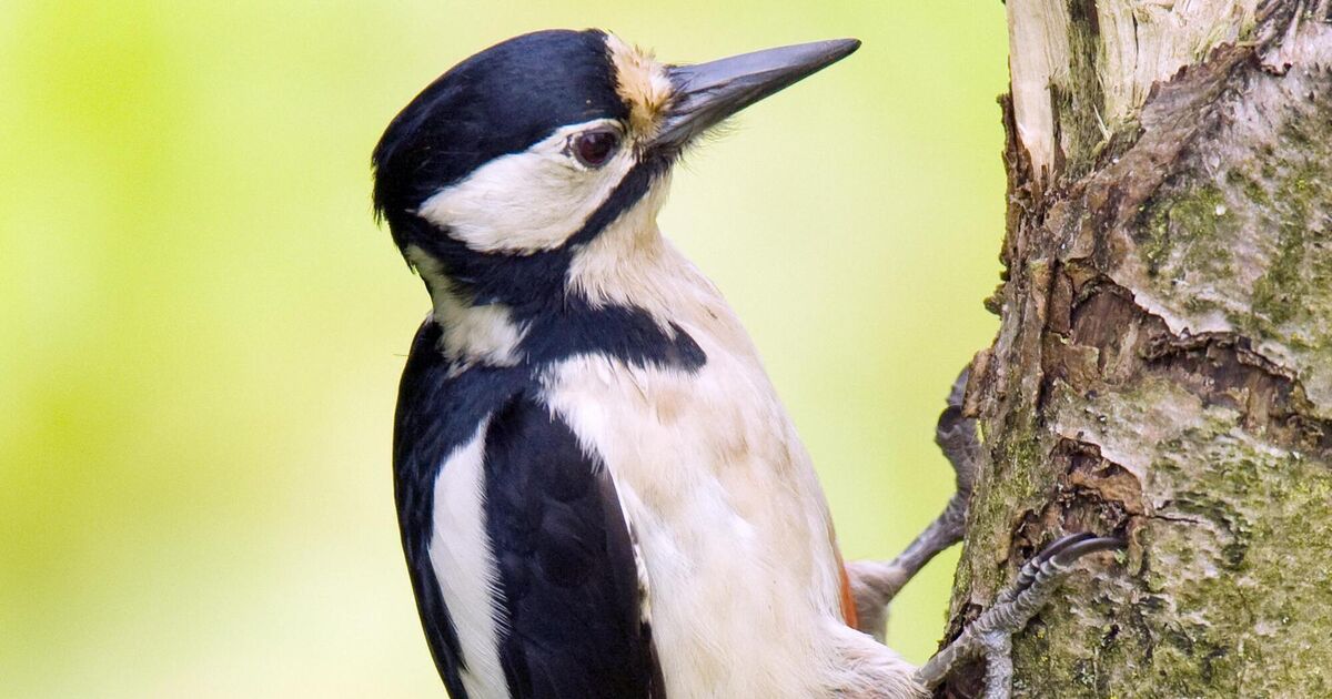Woodpecker havoc leads to recurring electricity outages in Clare town