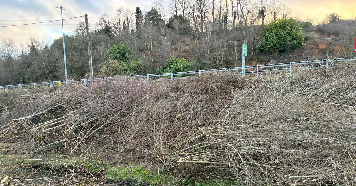 Blackpool residents fear of flood risk after culled trees left along riverbank