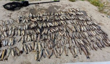 Cork fish kill report calls for single agency to lead pollution responses after it finds 'detection gap'