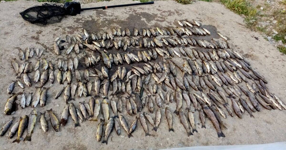 Cork fish kill report calls for single agency to lead pollution responses after it finds 'detection gap'