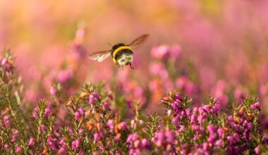 Winter-flowering heather adds life to every garden