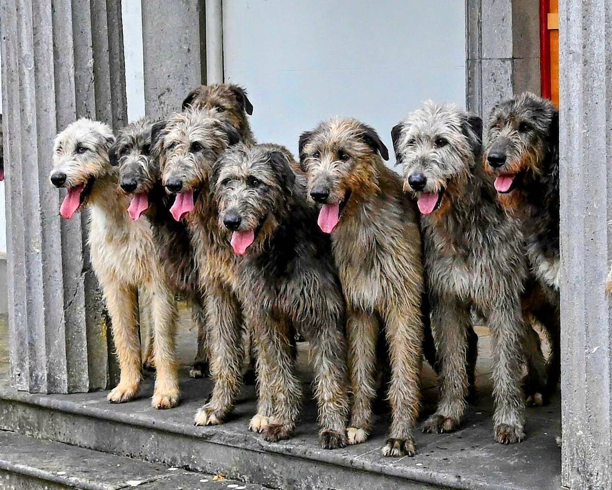 The College Green Hotel Dublin is hosting a guided walk around Dublin where guests will be joined by three magnificent Irish Wolfhounds 