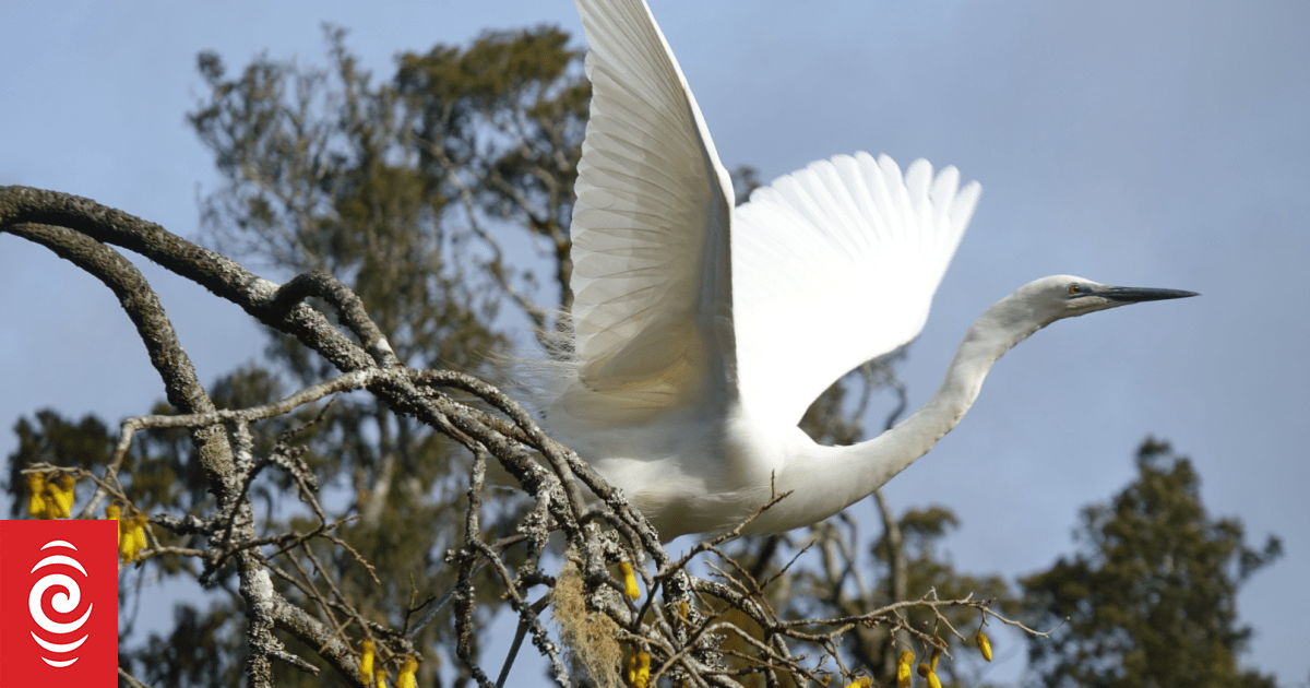 Our Changing World: Predator Free South Westland nears eradication goal