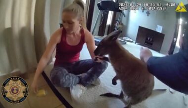 Watch: 'Kangaroo' on the loose in Colorado was Insta-famous wallaby