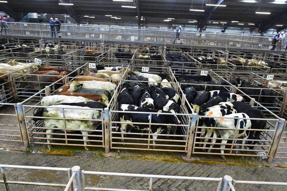 The biggest fall in prices on the bullock side came among the Friesians under 500kg'. Photo: Roger Jones