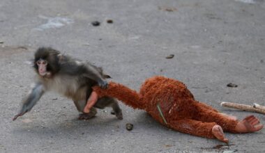 Punch-drunk love: Lonely baby monkey in Japan goes viral