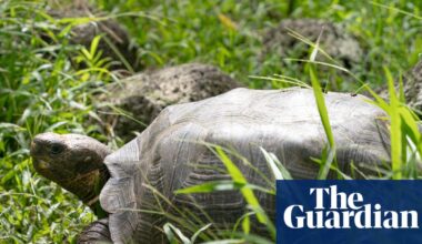 Floreana giant tortoise reintroduced to Galápagos island after almost 200 years | Galápagos Islands