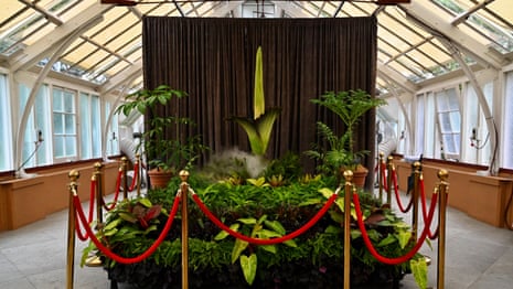 Putricia the corpse flower: would you wait 3.5 hours to smell a rotten carcass? - video