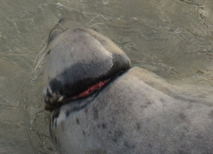 The seal with some sort of entanglement around its neck at Weltons Bay, Co Wicklow.