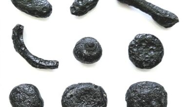 These tektites found in Brazil are the evidence of an ancient impact. They're pebble-sized pieces of glass formed in the heat of a collision. The impact occurred about 6 million years ago and spread tektites over three Brazilian provinces. Image Credit: Álvaro Penteado Crósta/IG-UNICAMP