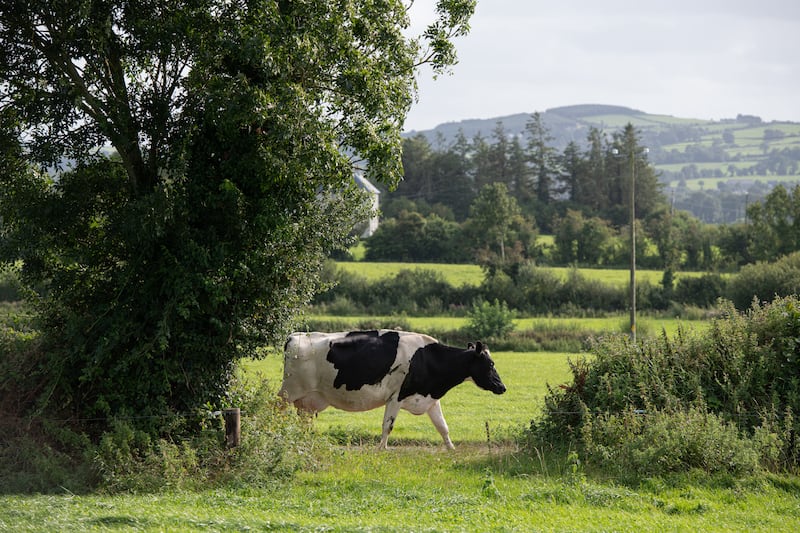 A Tipperary grass-fed cow whose milk is destined for Kerrygold