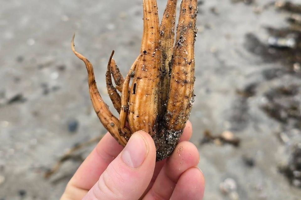 Photo: Max Cody/Facebook