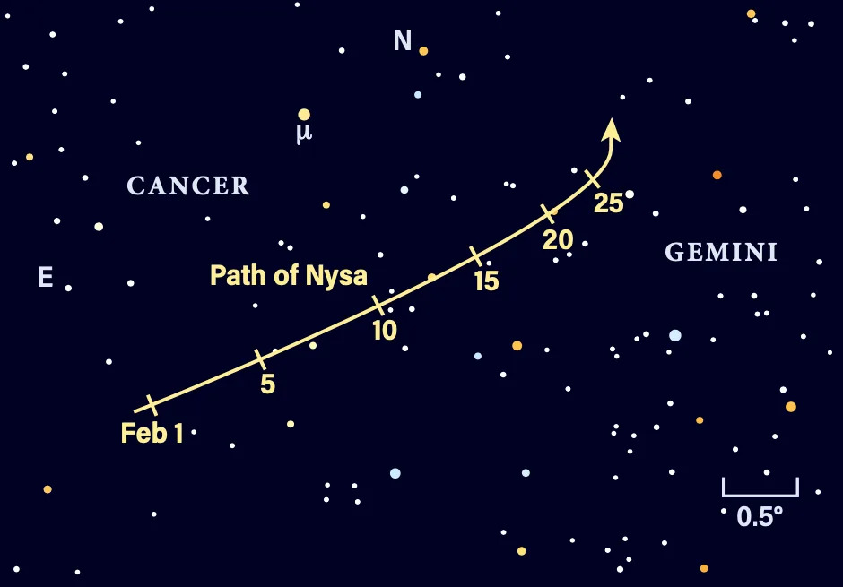 The path of asteroid Nysa in February 2026