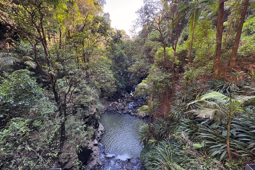 a creek with trees