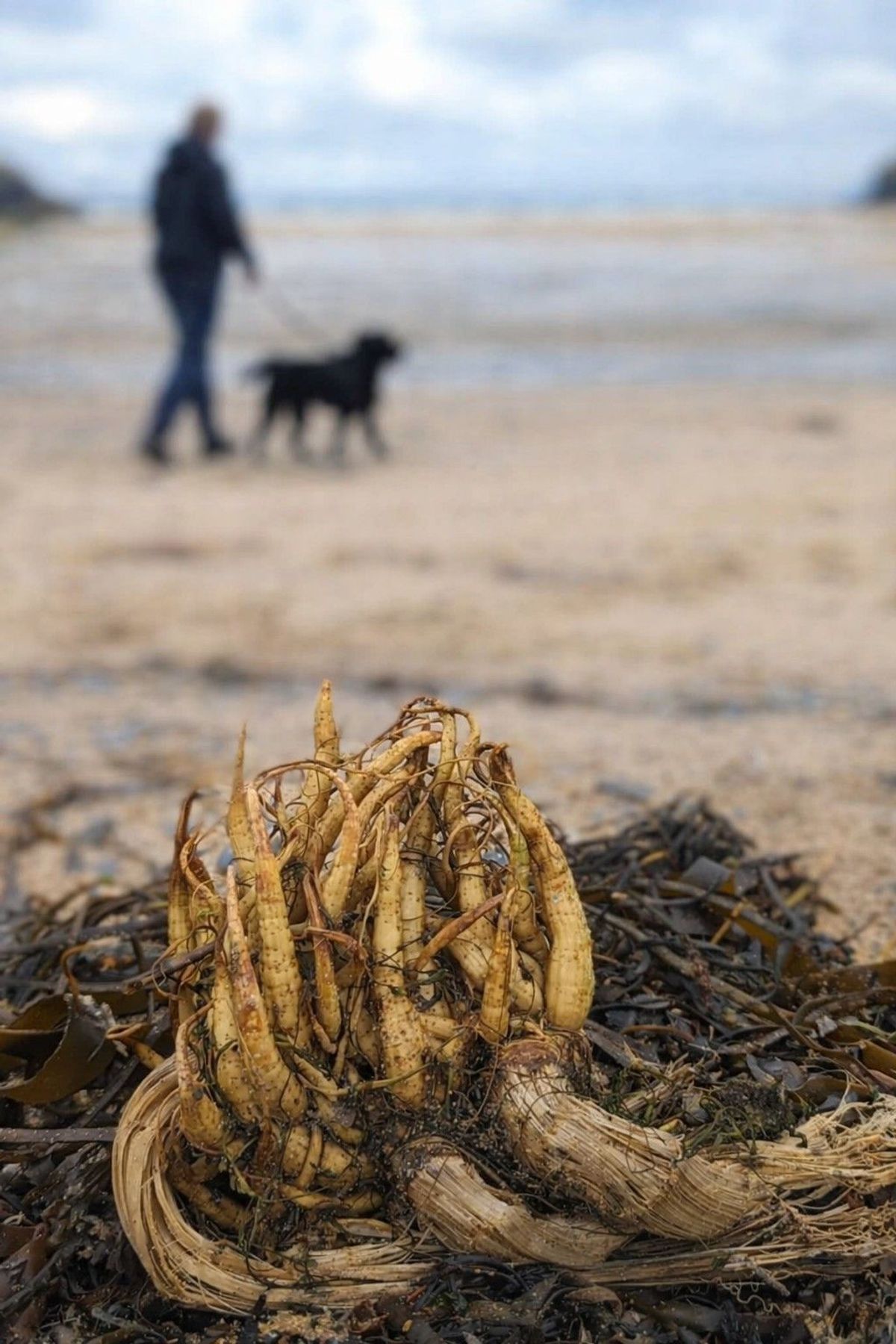 The plant was discovered on beaches in Meath