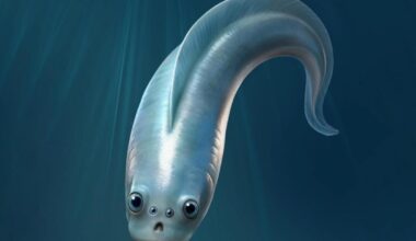 Yunnan researchers reveal Cambrian vertebrates may have had 'four eyes'