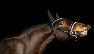 Offaly Photographer Crowned IPPVA Pet Photographer Of The Year  