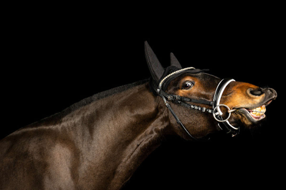 Offaly Photographer Crowned IPPVA Pet Photographer Of The Year  