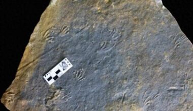 Scientists from Spain, China discover Jurassic lizard tracks in Europe
